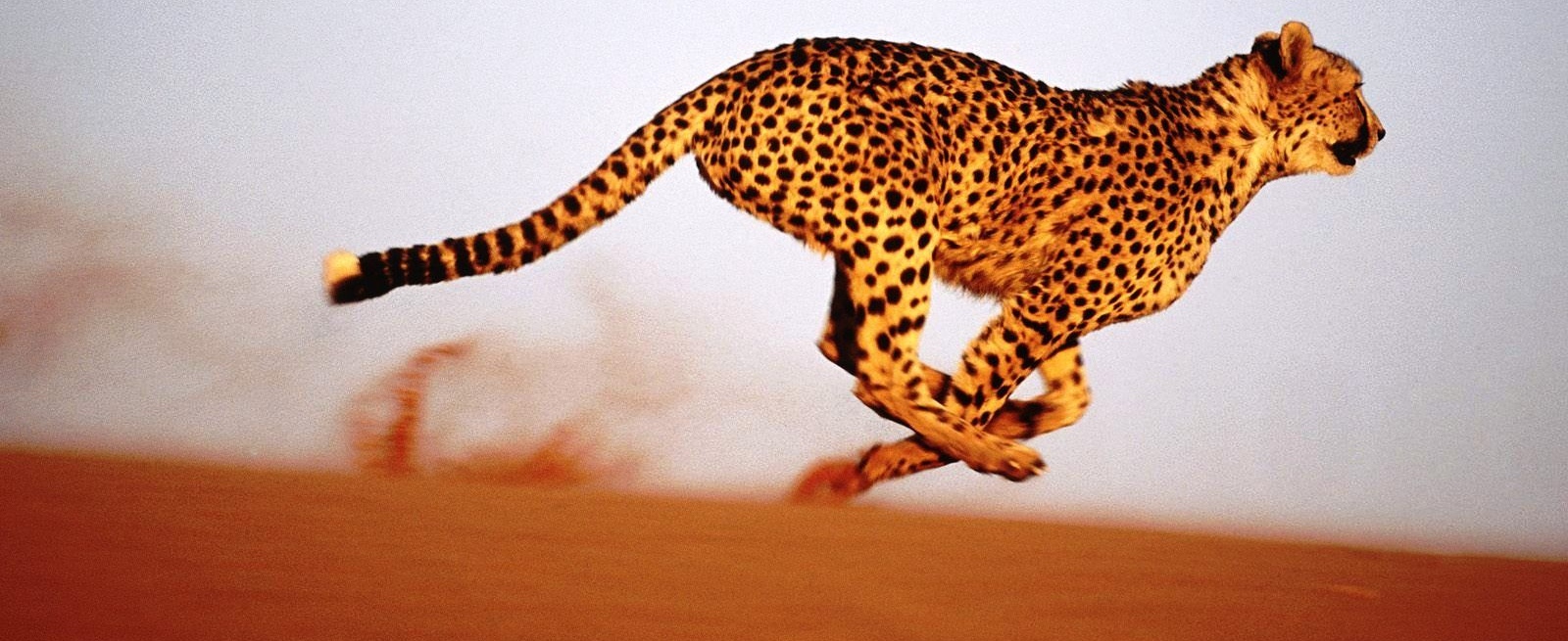 Organizaciones responsivas ¿a qué te suena?